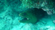 slides/DSC00726.jpg Green Moray, Sombrero Reef, Thunderbolt Sombrero July 23 2009 DSC00726