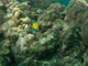 slides/IMG_0011.jpg Blue Tang Juvenile, Sombrero Reef, Thunderbolt Sombrero July 23 2009 IMG_0011