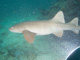 slides/IMG_0096.jpg Nurse Shark, Sombrero Reef, Thunderbolt Sombrero July 23 2009 IMG_0096