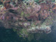 slides/IMG_0100.jpg Sombrero Reef, Thunderbolt Sombrero July 23 2009, Trumpetfish IMG_0100