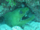 slides/IMG_0831.jpg Green Moray, Sombrero Reef, Thunderbolt Sombrero July 23 2009 IMG_0831