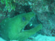 slides/IMG_0832.jpg Green Moray, Sombrero Reef, Thunderbolt Sombrero July 23 2009 IMG_0832