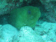 slides/IMG_0838_1.jpg Green Moray, Sombrero Reef, Thunderbolt Sombrero July 23 2009 IMG_0838_1