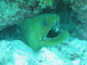 slides/IMG_0843_1.jpg Green Moray, Sombrero Reef, Thunderbolt Sombrero July 23 2009 IMG_0843_1