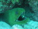 slides/IMG_0845.jpg Green Moray, Sombrero Reef, Thunderbolt Sombrero July 23 2009 IMG_0845