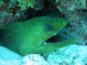 slides/IMG_0856_Edit.jpg Green Moray, Sombrero Reef, Thunderbolt Sombrero July 23 2009 IMG_0856_Edit