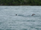 slides/IMG_1109crop.jpg Skiing to Thunderbolt Coffins Patch Spearfishing July 21 2009, Whale Shark Vaca Cut IMG_1109crop