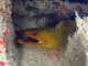 slides/IMG_8526cropat.jpg Adolphus Busch, Busch and American Shoals July 16 2009, Green Moray IMG_8526cropat