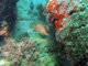 slides/IMG_9016at.jpg Hogfish, Rocks, Spearfishing Backside July 19 2009 IMG_9016at