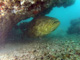 slides/IMG_9067at.jpg Goliath Grouper, Rocks, Spearfishing Backside July 19 2009 IMG_9067at