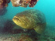 slides/IMG_9077cropatheal.jpg Goliath Grouper, Ramora, Rocks, Spearfishing Backside July 19 2009 IMG_9077cropatheal