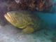 slides/IMG_9094cropatac.jpg Goliath Grouper, Ramora, Rocks, Spearfishing Backside July 19 2009 IMG_9094cropatac