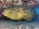 slides/IMG_9113cropatac.jpg Goliath Grouper, Ramora, Rocks, Spearfishing Backside July 19 2009 IMG_9113cropatac