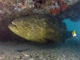 slides/IMG_9115cropatacheal.jpg Goliath Grouper, Ramora, Rocks, Spearfishing Backside July 19 2009 IMG_9115cropatacheal