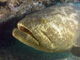 slides/IMG_9148atheal.jpg Goliath Grouper, Rocks, Spearfishing Backside July 19 2009 IMG_9148atheal