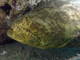 slides/IMG_9168cropat.jpg Goliath Grouper, Rocks, Spearfishing Backside July 19 2009 IMG_9168cropat