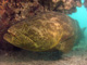 slides/IMG_9180cropat.jpg Goliath Grouper, Rocks, Spearfishing Backside July 19 2009 IMG_9180cropat