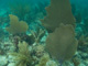 slides/IMG_9389.jpg Coffins Patch Pillar Coral, Coral Sea Fans Rocks, Skiing to Thunderbolt Coffins Patch Spearfishing July 21 2009 IMG_9389