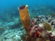 slides/IMG_9402cropat.jpg Coffins Patch Pillar Coral, Coral Sea Fans Rocks, Skiing to Thunderbolt Coffins Patch Spearfishing July 21 2009 IMG_9402cropat