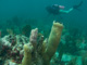 slides/IMG_9403.jpg Coffins Patch Pillar Coral, Coral Sea Fans Rocks, Skiing to Thunderbolt Coffins Patch Spearfishing July 21 2009, Teri IMG_9403