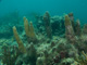 slides/IMG_9425.jpg Coffins Patch Pillar Coral, Skiing to Thunderbolt Coffins Patch Spearfishing July 21 2009 IMG_9425