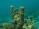 slides/IMG_9429.jpg Coffins Patch Pillar Coral, Coral Sea Fans Rocks, Skiing to Thunderbolt Coffins Patch Spearfishing July 21 2009 IMG_9429