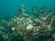 slides/IMG_9441.jpg Coffins Patch Pillar Coral, Coral Sea Fans Rocks, Skiing to Thunderbolt Coffins Patch Spearfishing July 21 2009 IMG_9441