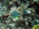 slides/IMG_9498cropat.jpg Butterflyfish, Coffins Patch Pillar Coral, Skiing to Thunderbolt Coffins Patch Spearfishing July 21 2009 IMG_9498cropat