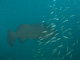 slides/IMG_9829_1.jpg Goliath Grouper, Thunderbolt, Thunderbolt Sombrero July 23 2009 IMG_9829_1