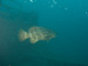 slides/IMG_9847.jpg Goliath Grouper, Thunderbolt, Thunderbolt Sombrero July 23 2009 IMG_9847